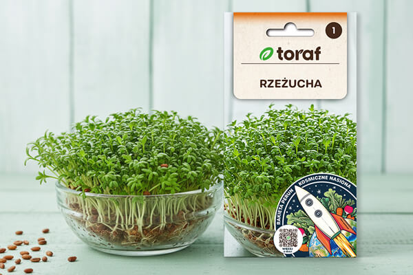 Jak uprawiac rzezuchę TORAF