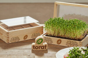 Zestaw do uprawy mikroliści w domu YE!greens TORAF – idealny dla początkujących